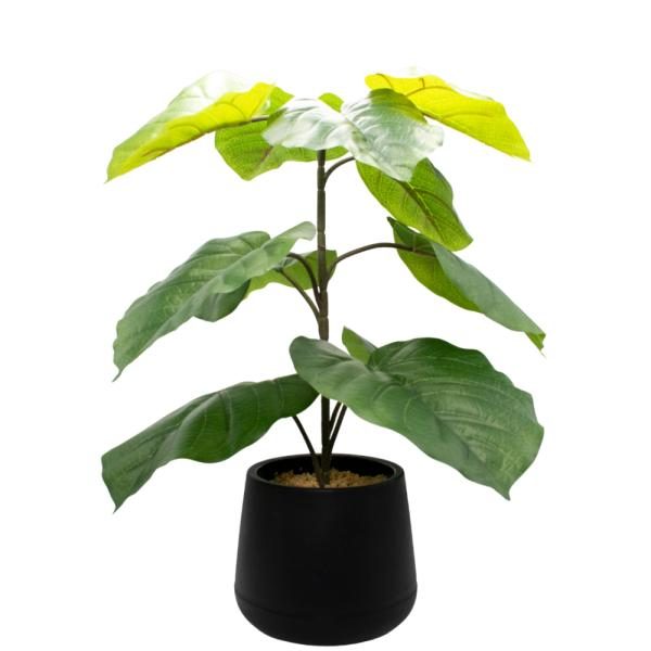Ficus Umbellata 80 cm. Maceta con piedras decorativas