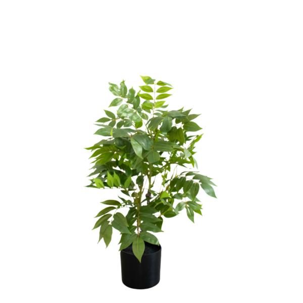 Ficus mediano. 70cm