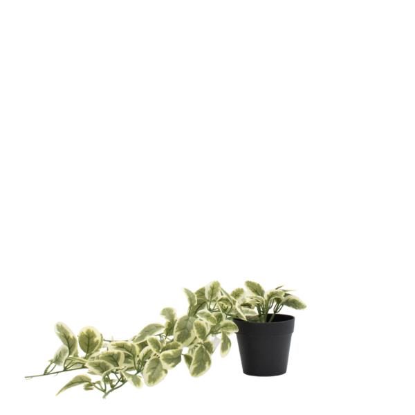 Enredadera Vinca 30cm (colgante)