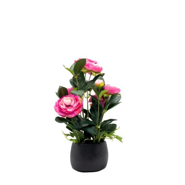 Camelia con rosas