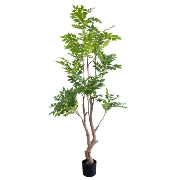 Ficus. 200cm