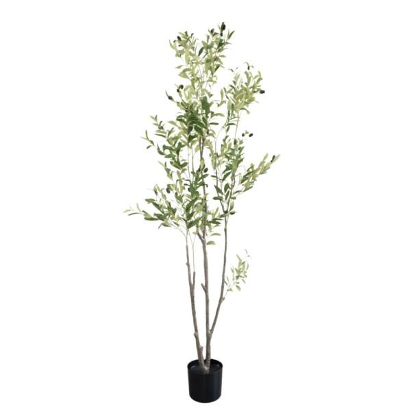 Arbol olivo. 190cm