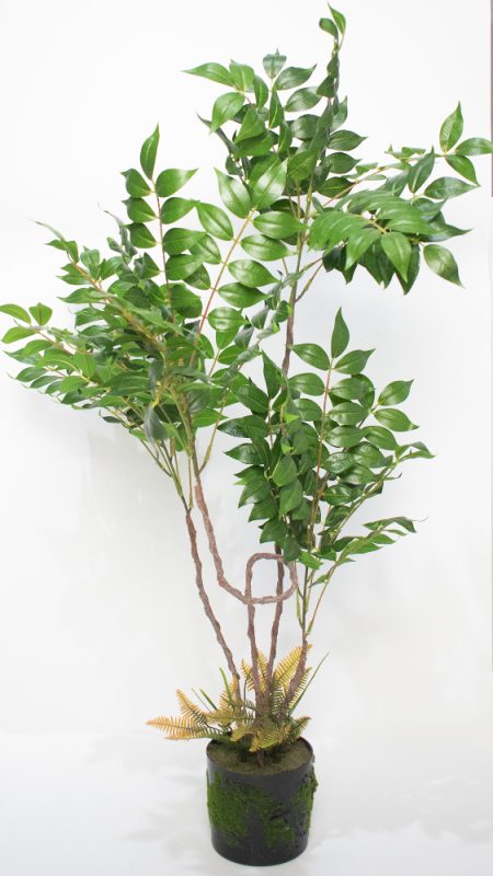 Ficus y helecho 1 mt altura