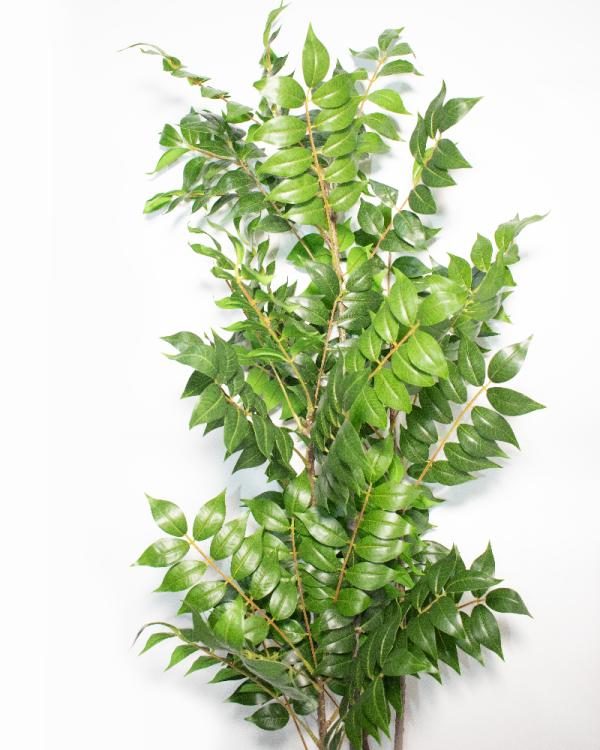 Ficus  1.20 mt de altura