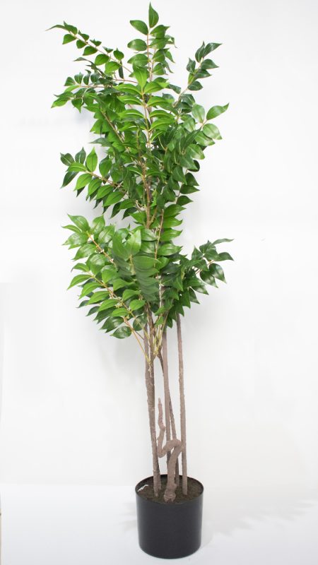 Ficus XL 1.90cm