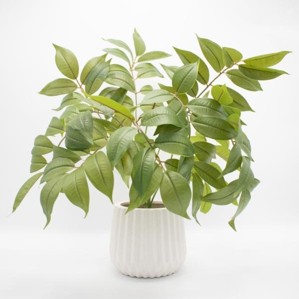 Ficus Benjamina en florero 10x50cm