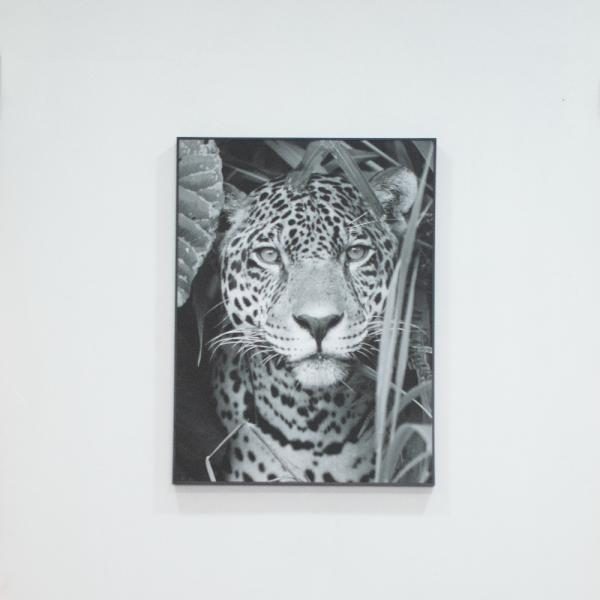 Cuadro decorativo Jaguar 60x80cm