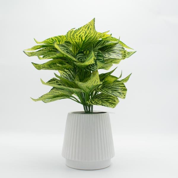 Fittonia. Florero ceramico. 10x30cm