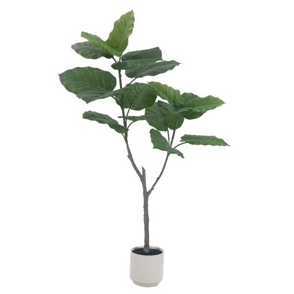 Ficus Umbellata de 135cm.  Maceta ceramica