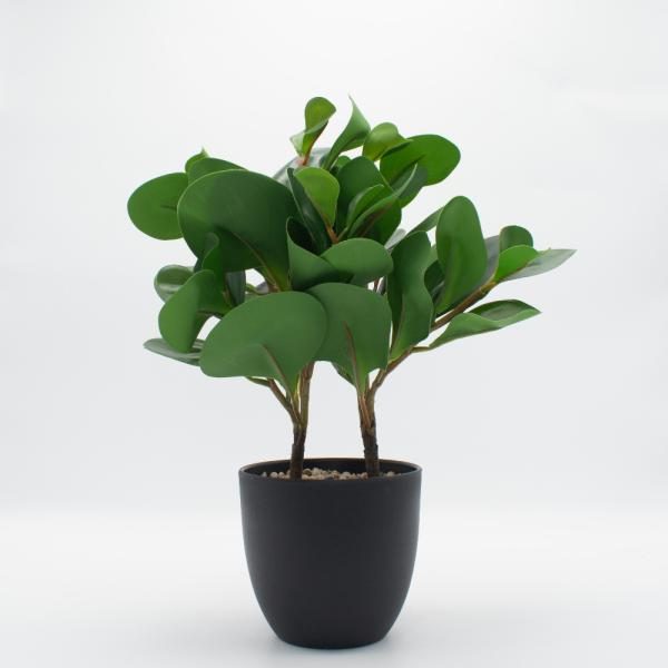 Ficus de Hojas Redondas 33cm de alto x 11 cm de ancho. Florero plástico