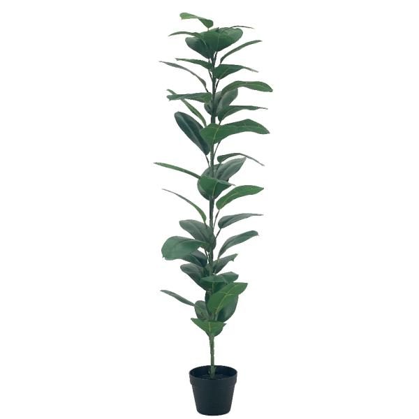 Arbol de caucho. Maceta plastica 150cm