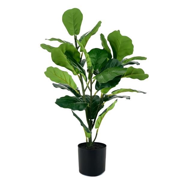 Ficus Lyrata. Maceta plastica. 60cm