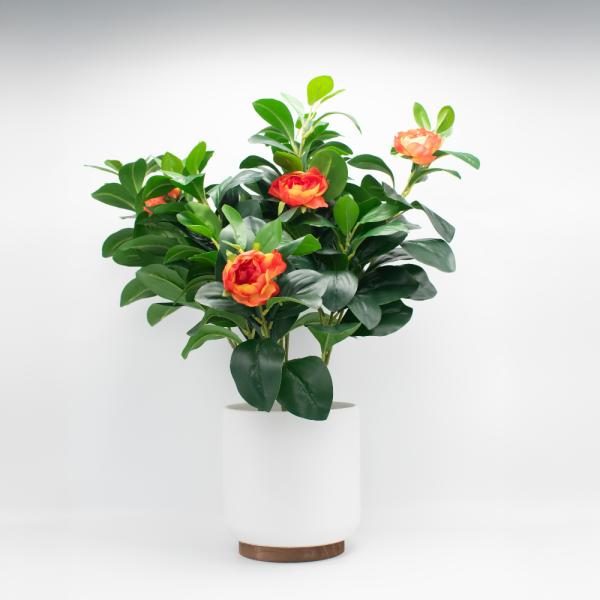 Camelia naranjas ceramica 60 cm de altura incluyendo maceta (maceta 18 cm)