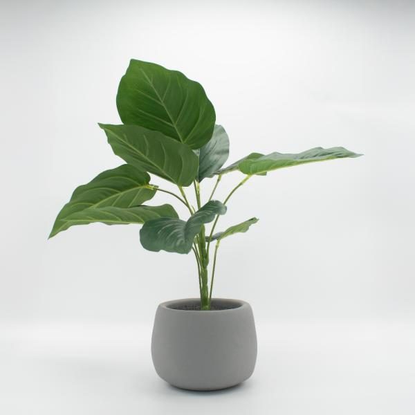 Filodendro 43cm de alto x 11cm de ancho. Maceta concreto