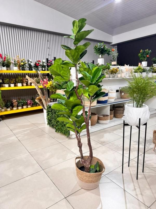 Ficus hoja de violin 2 ramas 68 hojas 1.8 mts