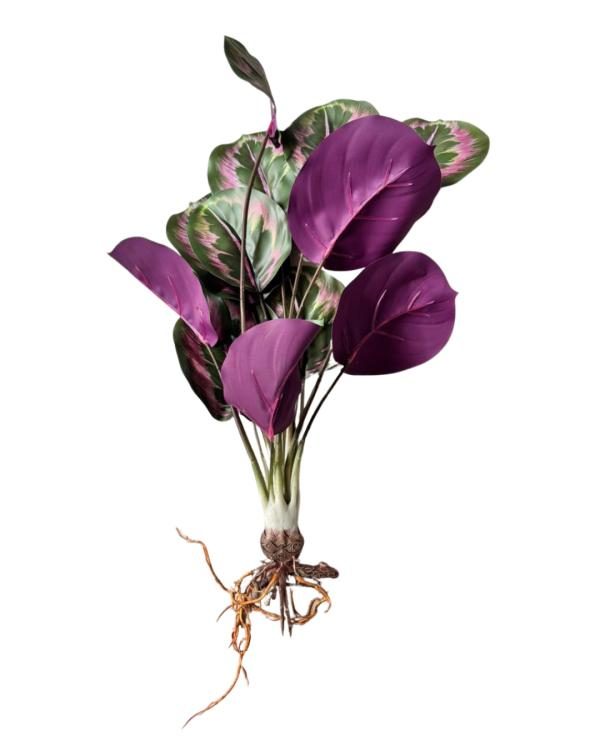 Calathea Rosy 12 hojas (15 cm de tallo)
