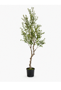 Arbol de Olivo de 180 cm