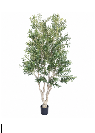 Arbol de olivo de 230 cm de altura